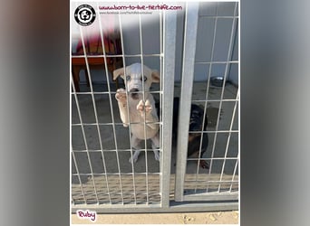 Welpenmädchen Ruby sucht ein Zuhause