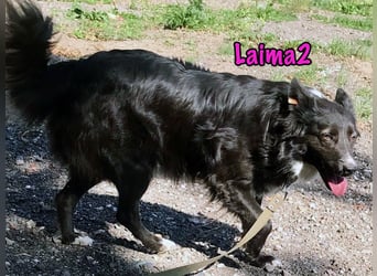 Laima2 01/2021 - sportliche und aufmerksame, wunderschöne Border-Collie-Mix Hündin!