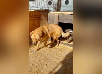 Bella(2), sehr lieb aber noch schüchtern