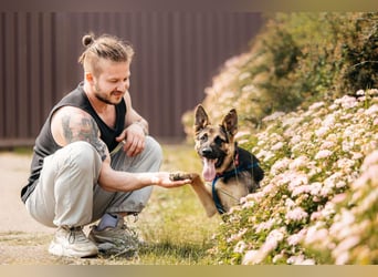 Verspielte Samantha sucht aktives Zuhause