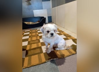 Chip 230885: Sucht ein Zuhause