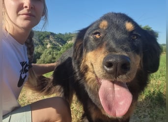 Kira – sozial, verschmust, wunderschön