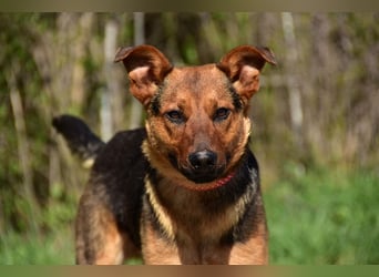 Bobko ist ein entspannter, lieber Hund