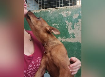 Lando - anfangs schüchterner, freundlicher und lieber Rüde / z.Zt. noch in Spanien
