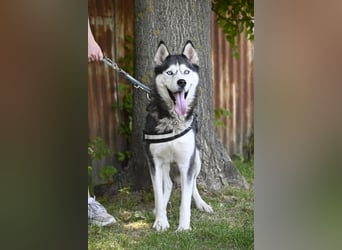 Maja SI – Liebevolle Husky-Dame sucht sportliches Zuhause