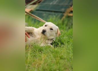 Fanton VA – Kleiner Schatz auf der Suche nach Sicherheit und Liebe
