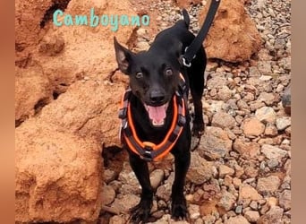 Camboyano 12/2022 (in Deutschland) - lustiger kleiner Pinscher-Mix!