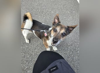 Milo sucht sein endgültiges Zuhause