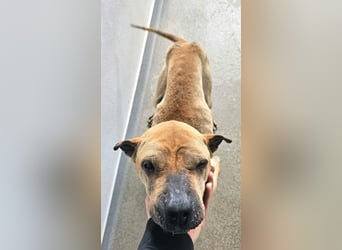 Süße Shar-Pei Dame auf der Suche nach ihrem Für-Immer-Zuhause