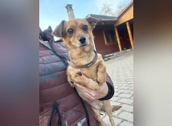 Eddie, geb. 11.12.2024, 19 cm, wünscht sich ein tolles Hundeleben
