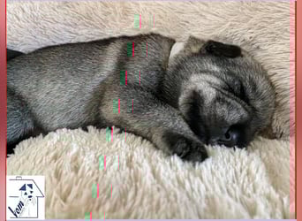 Mittelschnauzer Welpen (nicht haarend) Rüde