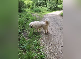 Pyränenberghundmix Tobi