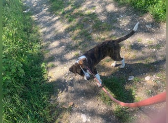 Valentina sucht ihr Zuhause