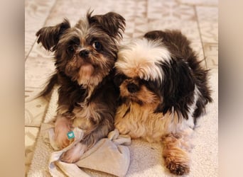 Rocky Shih Tzu Mischling sucht liebevolles Zuhause