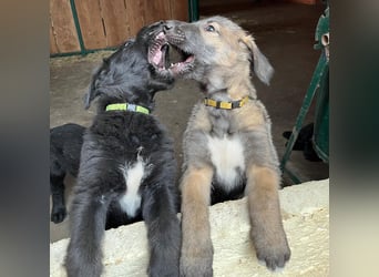 Irische Wolfshunde/ Irish Wolfhound Welpen