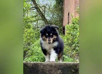 Colliewelpe im amerikanischen Typ