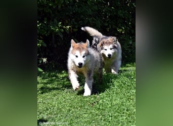 Zuchtstätte Silberglanz- C-Wurf / Alaskan Malamute Welpen - 3 Weibchen/2 Rüden