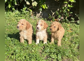 Mini Goldendoodel Welpen F3 - abzugeben ab Ende Oktober