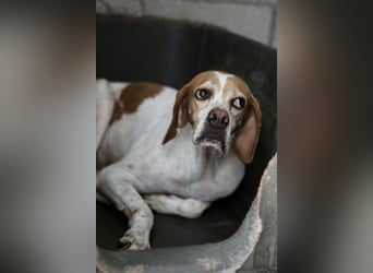 Süße und liebevolle Pointer Mix Hündin EMMA sucht eine Familie