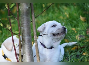 Shar-Pei x Labrador Mix Welpen stellen sich vor......