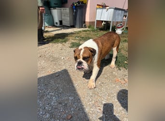 Orlando, gemütlicher Englische Bulldogge geb. 2025