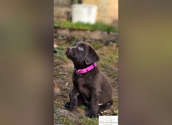 Labrador Welpen aus Körzucht