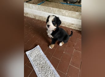 Sehr Liebe Hunde Appenzeller Sennen