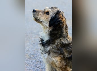 Luise sucht ihre Menschen