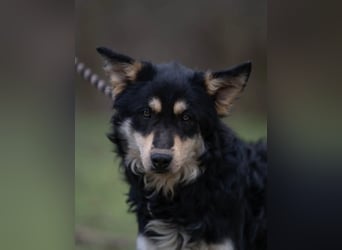 Arthur – kluger Junge sucht souveräne Menschen!