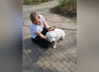 Rüde Sapfir mit schönen blauen Augen sucht Dich