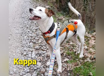 Kappa sucht ein tolles Zuhause