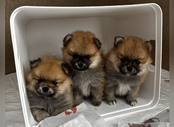 Zwergspitz  Pomeranian