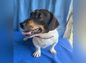 (R) ❤️ zauberhafter kleiner KARLI - 2,5 Jahre, 28cm/9kg - Jack Russell-Dackel-Mischling