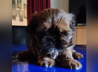 Shih tzu  Welpen