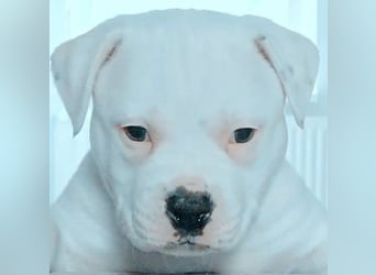 American Bulldog Welpen aus Hybrid/Standard Verpaarung ab Mitte Juni abzugeben, www.cocodin-bulls.de