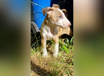 Miniature Bullterrier-Australian shepherd mix