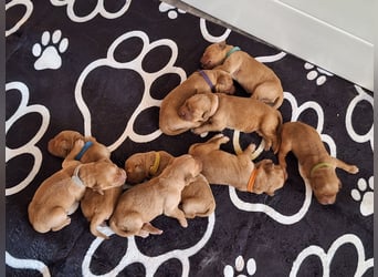 Dark Golden Retriever Welpen (Abgabe ab Mitte August)