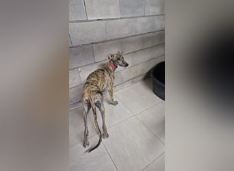 Carla, eine gestromte Schönheit