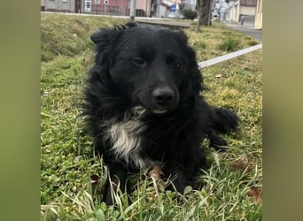 Josko ein toller Familienhund