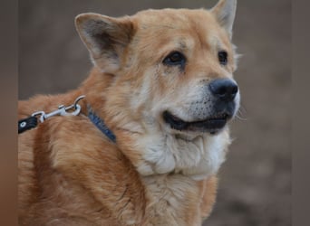 *RESERVIERT**-Kleine Knautschnase „Leon“ (Sharpei-Mix), ca. 13 Jahre alt, gut verträglich, sehr lieb