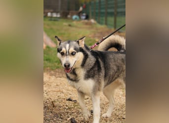 Dakota-VA – Schönheit mit Husky-Charme sucht Rasseliebhaber