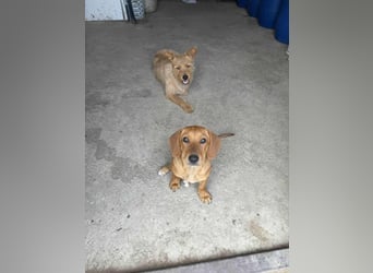 Honey, geboren 01.01.2025, 32cm sucht ihr für immer Zuhause