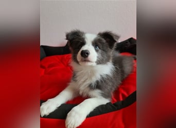 Border Collie Welpen mit VDH Ahnentafeln