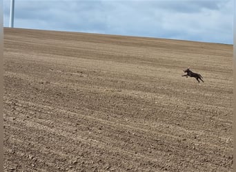 Weimaranermischling