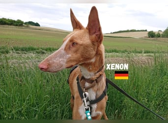 Xenon,geb.08/23,lieber Podenco sucht seine Familie,bereits in DE auf Pflegestelle in 86685 Huisheim