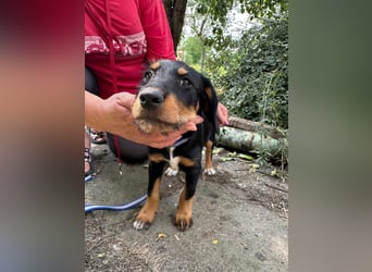 Alexa, geboren 16.03.2025, 21cm sucht ihr Zuhause