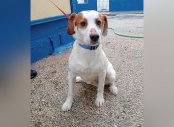 Rocky, möchte endlich aus dem Tierheim raus