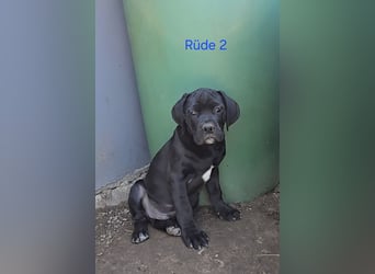 Presa Canario x Cane Corso