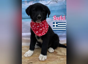 Suki,geb.02/25,zierliches Hundemädchensucht ihre Familie