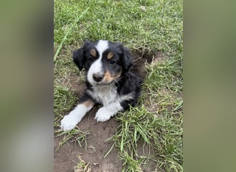 Mini Australien Shepherd Welpen suchen Traumzuhause